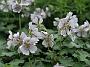 Geranium renardii_1